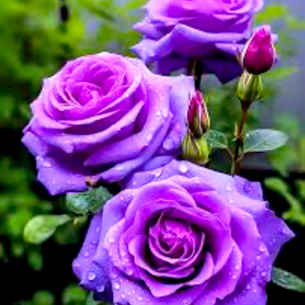 Meet your Posher, Chic Closet!